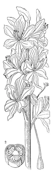 画像ものウォーター ヒヤシンスをホテイアオイのボケとして知られている示しています この植物の最も特徴的な機能の 大幅に水増しした葉柄に水 ビンテージの線描画や彫刻イラスト浮くこともできます — ストックベクタ
