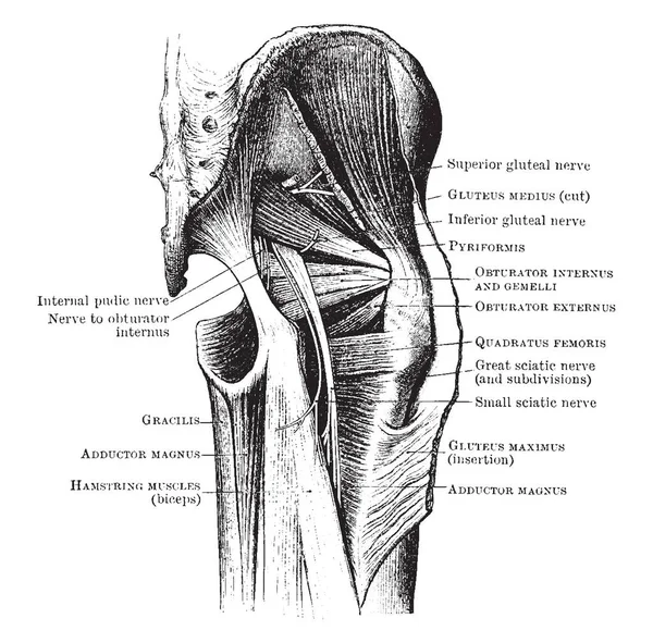 Иллюстрация Представляет Мышцы Нервы Buttock Рисунок Винтажной Линии Гравировка Иллюстрации — стоковый вектор