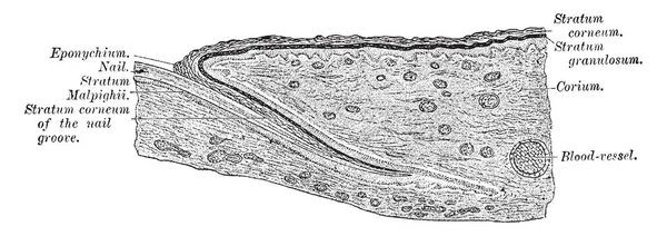 Esta Ilustración Representa Sección Longitudinal Través Uña Dibujo Línea Vintage — Vector de stock