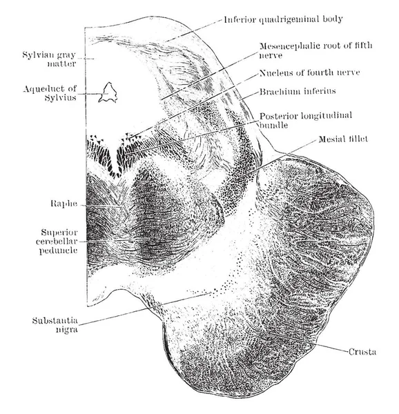 Enine bölümü aşağı quadrigeminal vücut, vintage çizgi çizme veya oyma illüstrasyon düzeyde mesencephalon üzerinden.