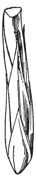 Papiro Bud Planta Extremidade Inferior Desta Imagem Desenho Linha Vintage — Vetor de Stock