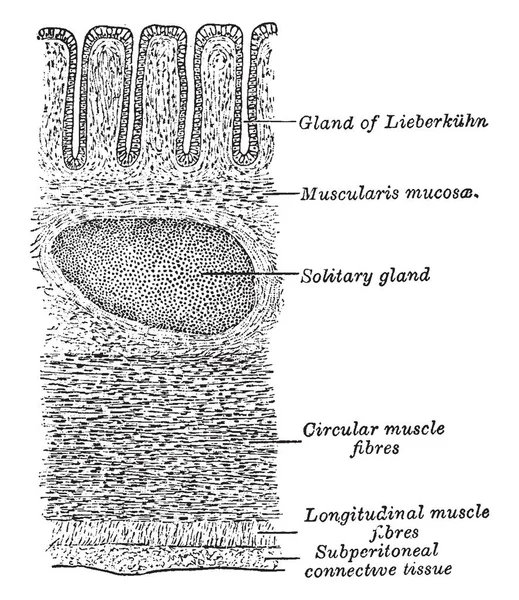 Dieses Diagramm Repräsentiert Querschnitt Der Dickdarmwand Vintage Linienzeichnung Oder Gravierillustration — Stockvektor