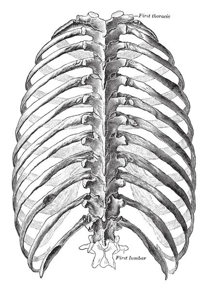 Esta Ilustração Representa Dorsal View Thorax Desenho Linha Vintage Gravura —  Vetores de Stock