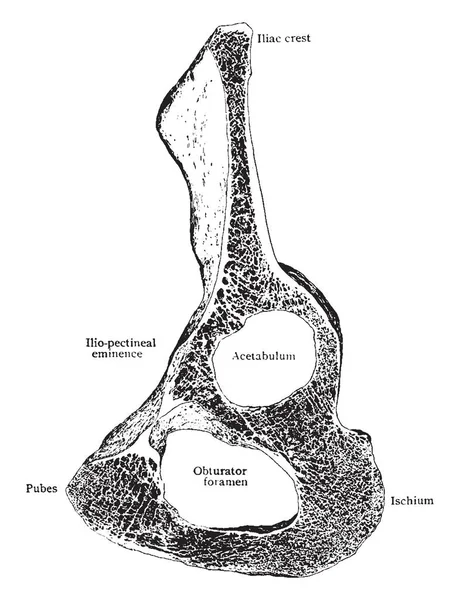 Иллюстрация Представляет Собой Sagittal Section Innominate Bone Vintage Line Drawing — стоковый вектор