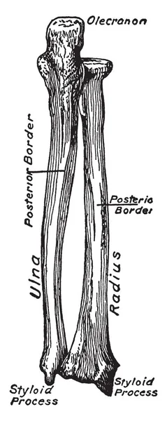 ภาพน แสดงให มมอง Dorsal ของกระด กของ Forearm ภาพวาดเส นเทจหร อการแกะสล — ภาพเวกเตอร์สต็อก