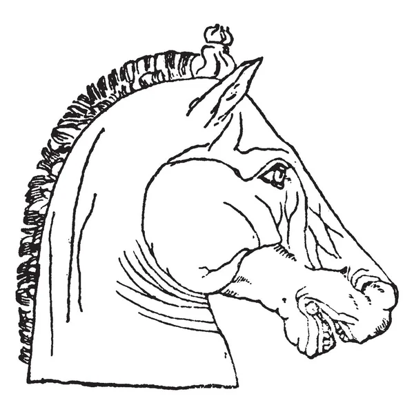Αντίκες Κεφάλι Αλόγου Είναι Μια Φυσική Μορφή Αυτή Την Εικόνα — Διανυσματικό Αρχείο