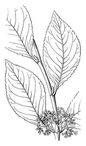 Una Imagen Muestra Khat Que Una Planta Flor Familia Celastraceae — Archivo Imágenes Vectoriales