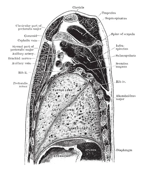 Sagittal Bölümü Üzerinden Sol Omuz Sol Akciğer Vintage Çizgi Çizme — Stok Vektör