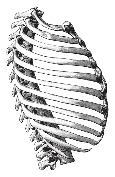 ภาพน แสดงม มมองด านข างของ Thorax ภาพวาดเส นเทจหร อการแกะสล — ภาพเวกเตอร์สต็อก