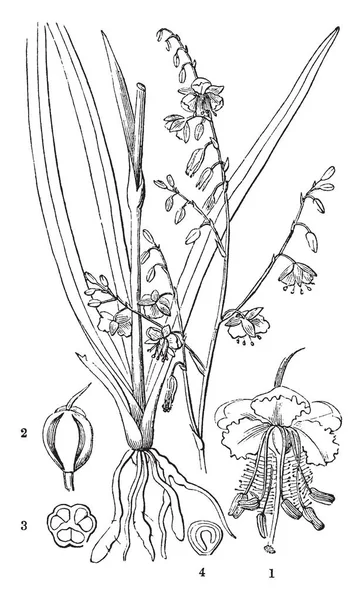 Ceci Est Une Image Des Organes Lily Vanille Pâle Des — Image vectorielle