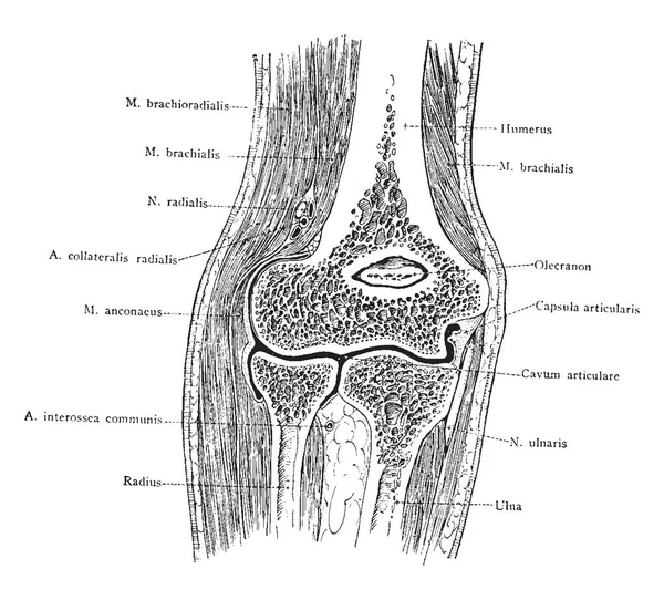 Seção Frontal Cotovelo Visto Frente Desenho Linha Vintage Gravura Ilustração —  Vetores de Stock