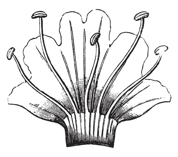 Corolla ve Echium Avrupa'nın büyük'e ve Batı ve Orta Asya, vintage çizgi çizme veya oyma illüstrasyon familyasından bir Viper's Bugloss stamens gösteren bir resim.