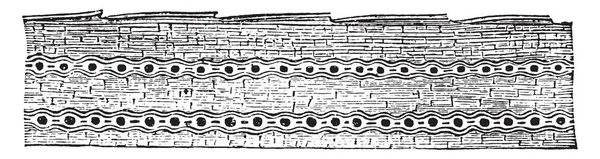 Longleaf 叶的垂直横断面 它看起来像一棵枫树 两个水平的细胞系列在它里面存在 它有墙壁象结构和许多孔存在 复古线图画或雕刻例证 — 图库矢量图片
