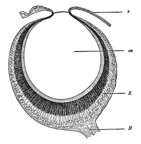 Varie Etichette Occhio Coleottero Disegno Linea Vintage Illustrazione Incisione — Vettoriale Stock