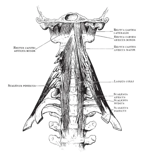 Cette Illustration Représente Les Muscles Prévertébraux Cou Dessin Ligne Vintage — Image vectorielle