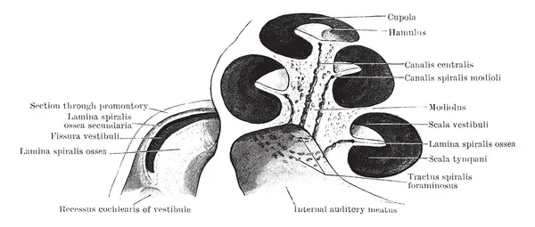 这个插图代表耳蜗 复古线画或雕刻插图的一部分 — 图库矢量图片