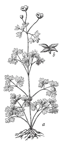 一幅图片显示的是假的海葵 它也被称为 Enemion Biternatum 这是假银莲花的植物和果实 它属于毛茛科家族的毛茛 复古线画或雕刻插图 — 图库矢量图片