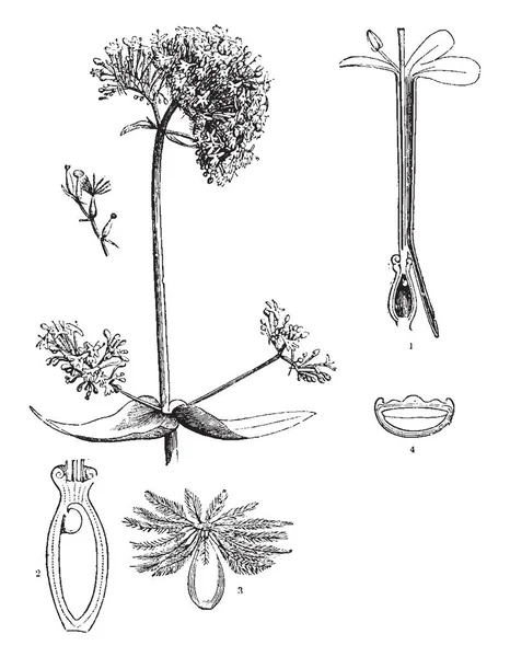 Называлась Красной Валерианой Листья Правило Длину Разделен Части Показано Рисунке — стоковый вектор