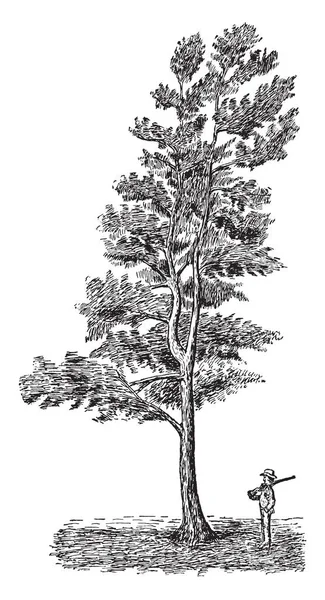 Dit Het Beeld Van Een Naaldboom Een Man Staan Onder — Stockvector