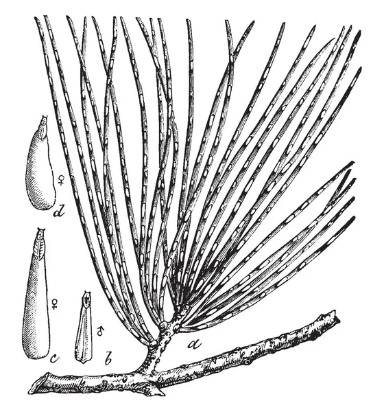 Pine Needle Schaal Beschouwd Als Een Belangrijke Plaag Van Dennen — Stockvector