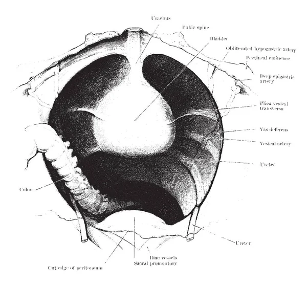 Esta Ilustración Representa Vista Pelvis Masculina Que Muestra Ilustración Vejiga — Archivo Imágenes Vectoriales