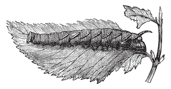 Larva Della Falena Falco Calce Che Trova Sulla Calce Olmo — Vettoriale Stock