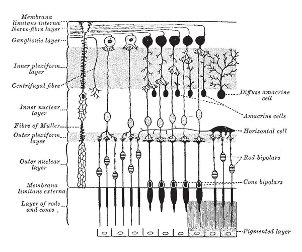这个例证代表视网膜神经元的计划 复古线图画或雕刻例证 — 图库矢量图片