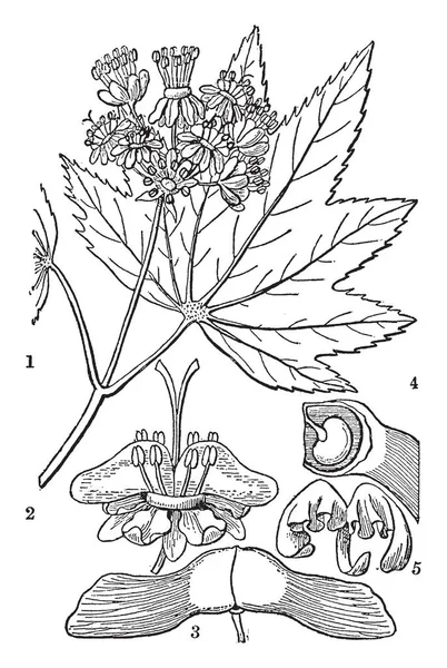 Resim Akçaağaç Familyasından Bir Vine Maple Batı Kuzey Amerika Vintage — Stok Vektör
