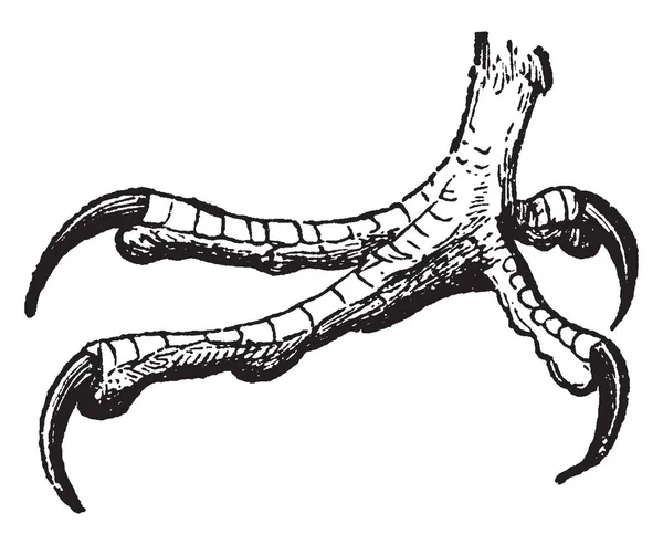 Bu resimde ayak, beyaz başlı kartal, vintage çizgi çizme veya oyma illüstrasyon temsil eder..