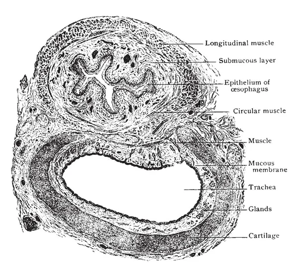 Иллюстрация Представляет Собой Поперечное Сечение Трахеи Пищевода Рисунок Винтажной Линии — стоковый вектор