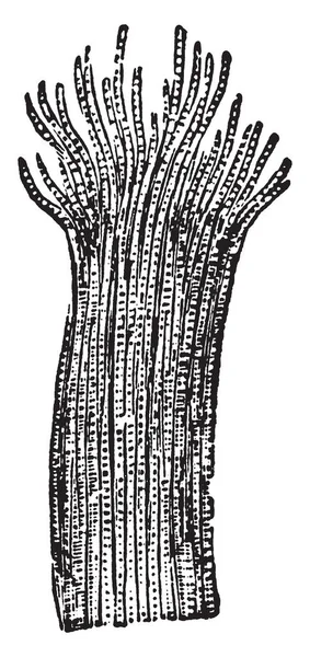 Иллюстрация Представляет Собой Поперечно Полосатую Мышечную Ткань Рисунок Винтажной Линии — стоковый вектор