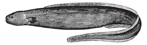 Snubnosed Eel Peixe Família Synaphobranchidae Enguias Garganta Branca Desenho Linha —  Vetores de Stock