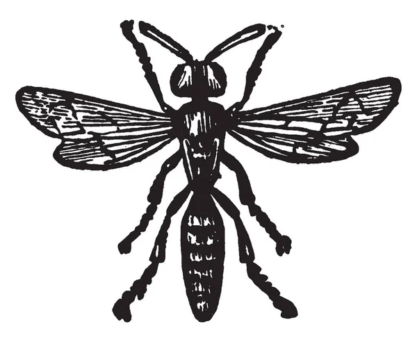 Philanthus Triangulum Gehört Den Fossorial Hymenoptera Vintage Linienzeichnung Oder Gravierillustration — Stockvektor