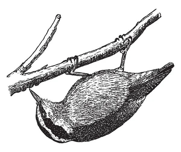 가슴된 Nuthatch은 빈티지 — 스톡 벡터