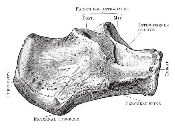 Bu şekilde dış yan, Os Calcis, vintage çizgi çizme veya oyma illüstrasyon temsil eder..