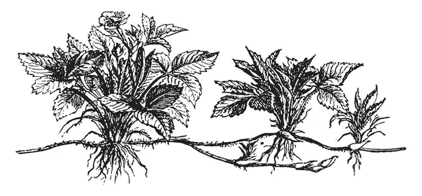 Esta Planta Fresa Raíz Una Está Unida Dos Árboles Esta — Vector de stock