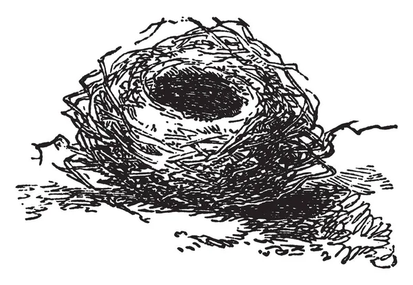 Птичье Гнездо Место Птица Откладывает Высиживает Яйца Рисует Винтажные Линии — стоковый вектор