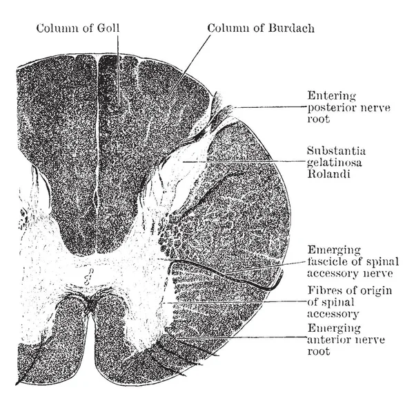 Rdzeń Kręgowy Jest Długie Cienkie Pakiet Rurowe Tkanki Nerwowej Vintage — Wektor stockowy