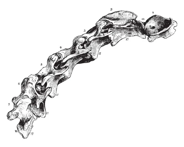 馬の脊柱や分割できる つの地域に頚椎を ビンテージの線画で構成されるイラストを彫刻 — ストックベクタ