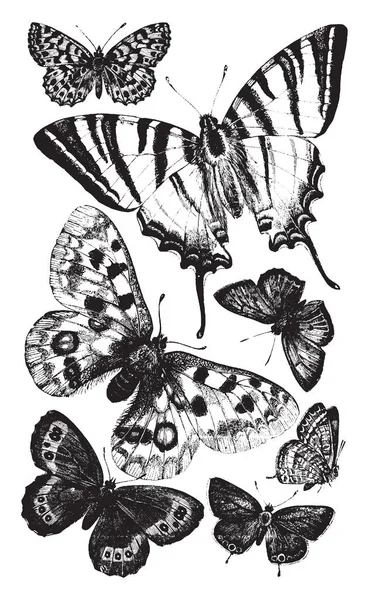 Brittiska Fjärilar Som Mängd Olika Arter Butterfly Vintage Linje Ritning — Stock vektor