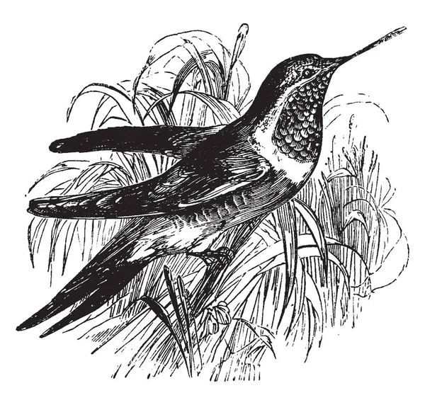 红宝石喉蜂鸟是一只长喙和快速翅膀的鸟 老式线条画或雕刻插图 — 图库矢量图片