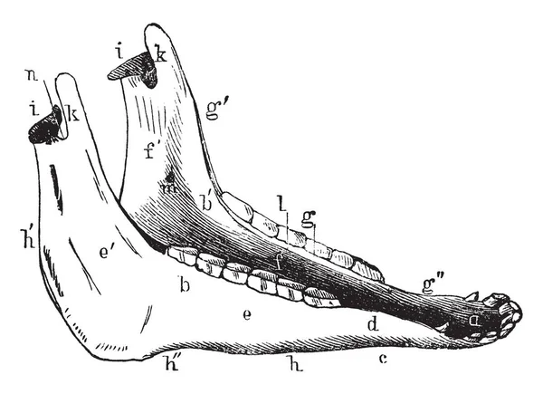 Inferior Maxilla Horse Which Bounding Diastema Vintage Line Drawing Engraving — Stock Vector
