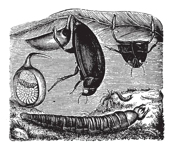 Hydrophilus Piceus Die Gebruikelijk Zoet Water Vintage Lijntekening Gravure Illustratie — Stockvector