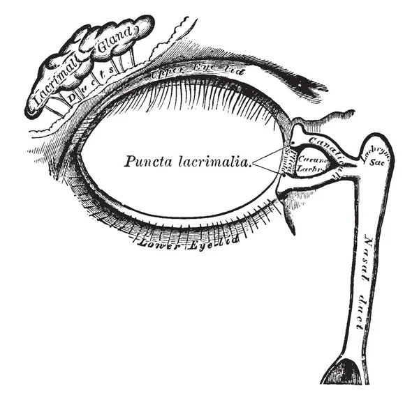 Esta Ilustración Representa Lacrimal Apparatus Dibujo Línea Vintage Ilustración Grabado — Archivo Imágenes Vectoriales