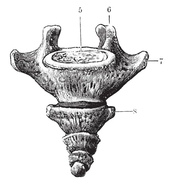 Cette Illustration Représente Surface Antérieure Coccyx Dessin Ligne Vintage Illustration — Image vectorielle