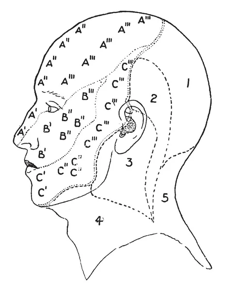 这个例证代表面孔和头皮的神经区域 复古线图画或雕刻例证 — 图库矢量图片
