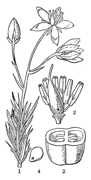 Μια Εικόνα Δείχνει Λουλούδι Δάχτυλο Εικονογράφηση Εμφάνιση Ύπερο Και Στήμονες — Διανυσματικό Αρχείο