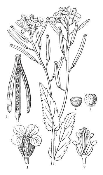 Cistus 식물의 그림입니다 그것은 Rockrose 알려져 있다입니다 이미지의 부분을 보이고 — 스톡 벡터