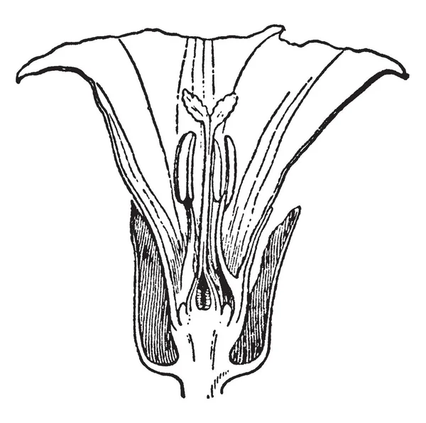 Kép Calystegia Sepium Ezt Képet Megmutatom Portok Megbélyegzés Ovule Szirom — Stock Vector