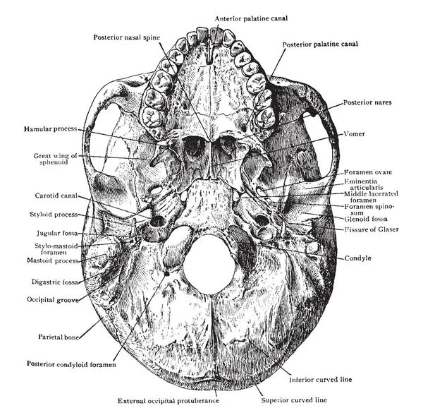 Questa Illustrazione Rappresenta Base Del Cranio Dal Basso Disegno Linee — Vettoriale Stock